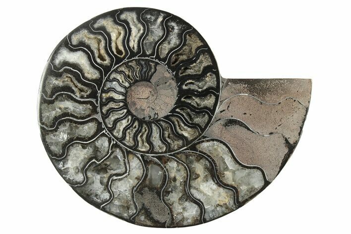 Cut & Polished Ammonite Fossil (Half) - Unusual Black Color #250525